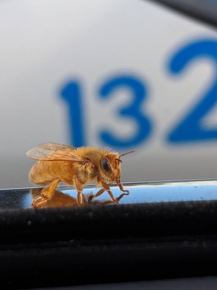 1. Une abeille en or !