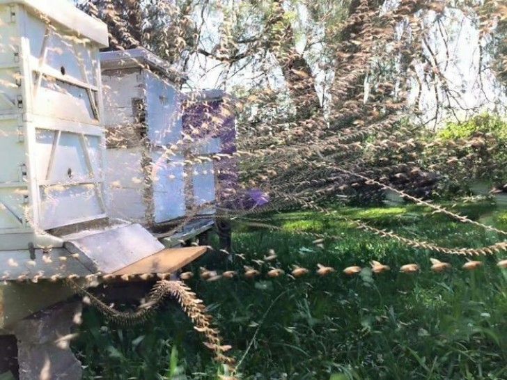 12. Zeitraffer-Foto auf einem Bienenschwarm