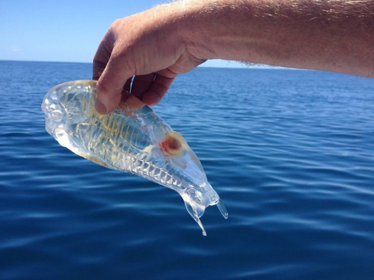 13. Un incredibile pesce trasparente