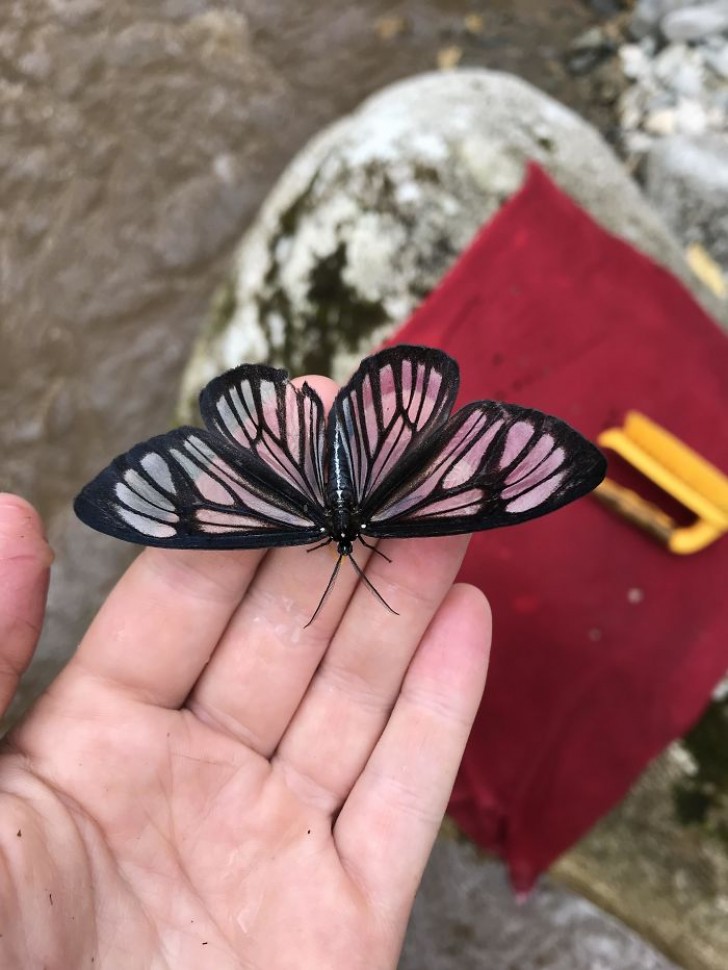 5. Un merveilleux papillon transparent !