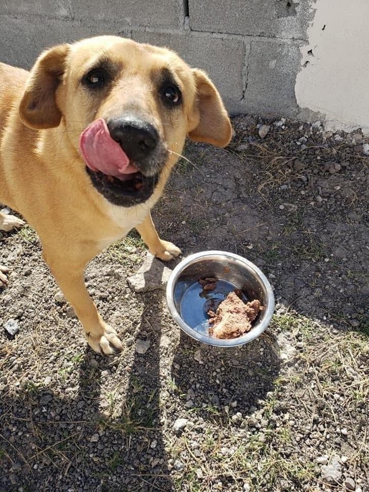 Un grupo de mujeres ha creado una posada para perros callejeros, ofreciéndoles comida y refugio - 2