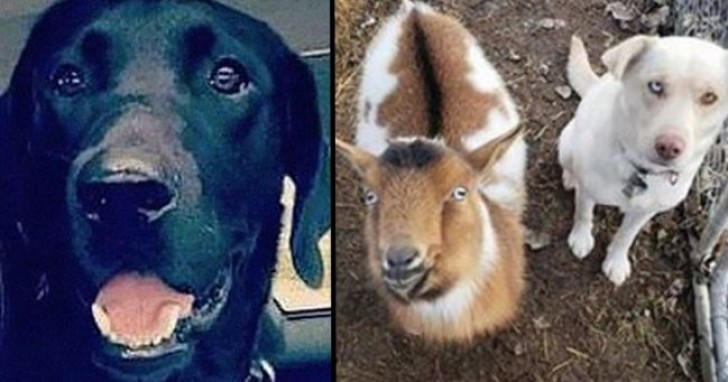 A Labrador runs away for an entire night and returns home with two new friends: a dog and a goat - 1