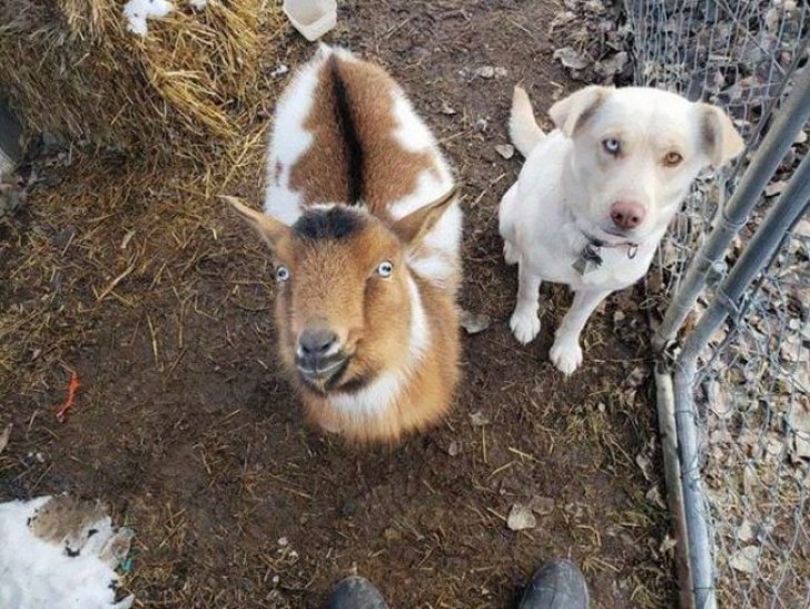 Un labrador s'enfuit pour une nuit entière et revient à la maison avec deux nouveaux amis : un chien et une chèvre - 2