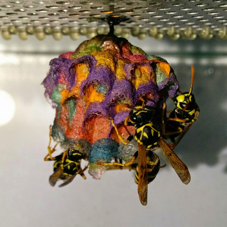 Sie versorgen die Wespen mit farbigem Papier und diese bauen psychedelische und Regenbogennester - 1