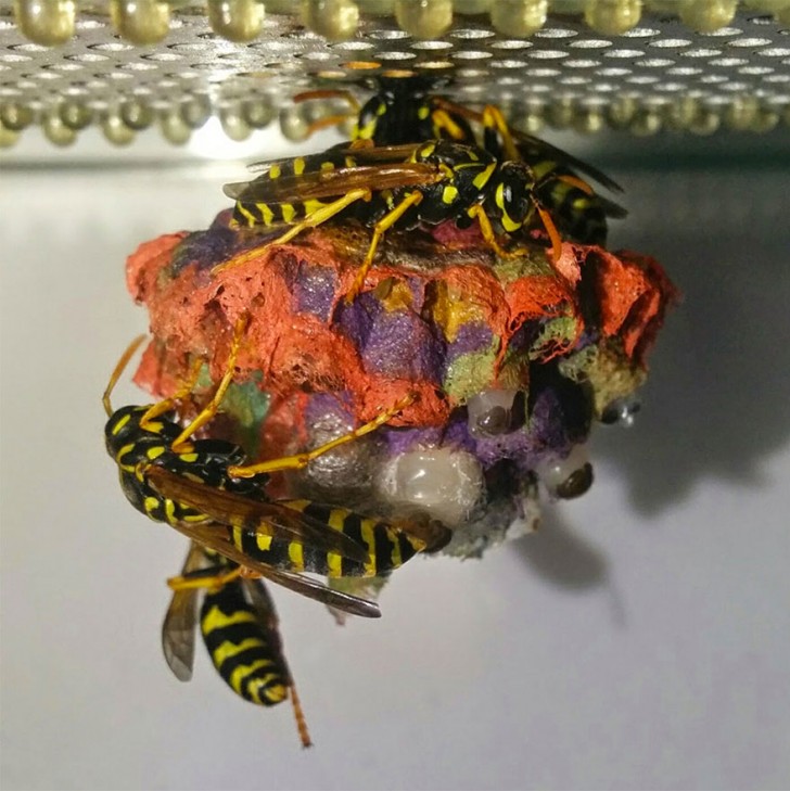 Mettono a disposizione della carta colorata a delle vespe e loro costruiscono dei nidi psichedelici e arcobaleno - 3