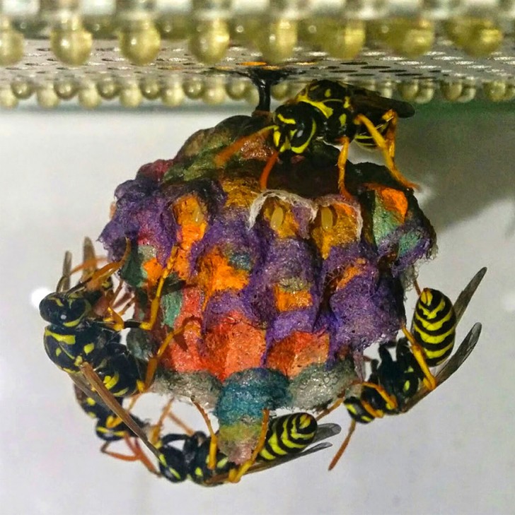 Sie versorgen die Wespen mit farbigem Papier und diese bauen psychedelische und Regenbogennester - 5