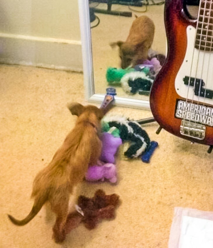 7. Dieser Hund sammelte all seine Spielsachen, damit sein Spiegelbild etwas zum Spielen hatte...