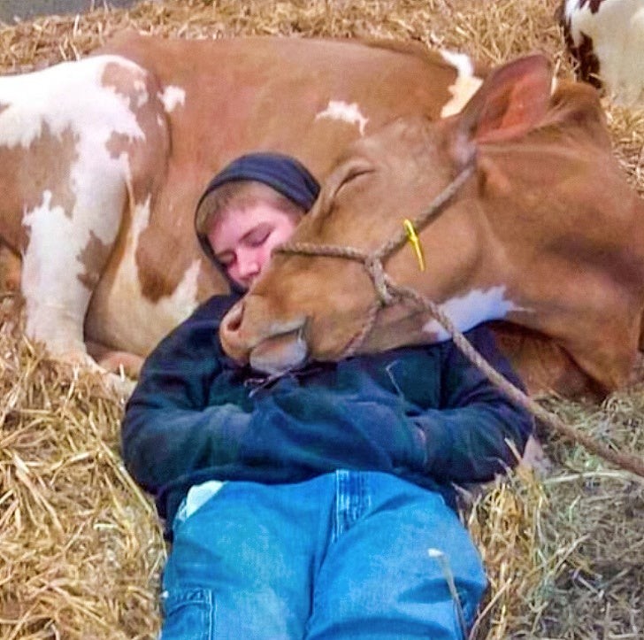 8. Un ragazzo addormentato con una mucca malata
