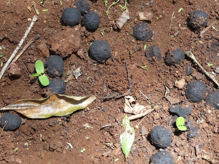 Seedballs Kenya