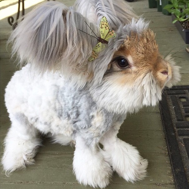 Instagram / Wally the Bunny