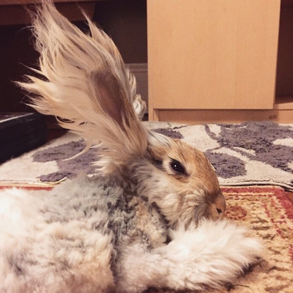 Instagram / Wally the Bunny