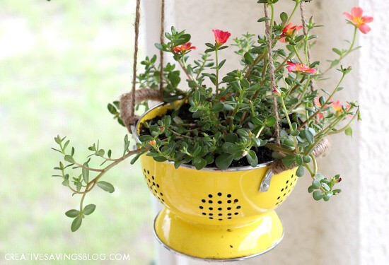 2. Uno scolapasta diventa un vaso per piante vivace