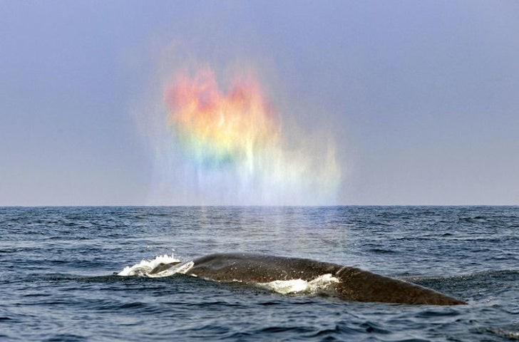 Die Lichtreflexion auf der Gischt dieses Wals hat alle spektakulären Farben des Regenbogens!