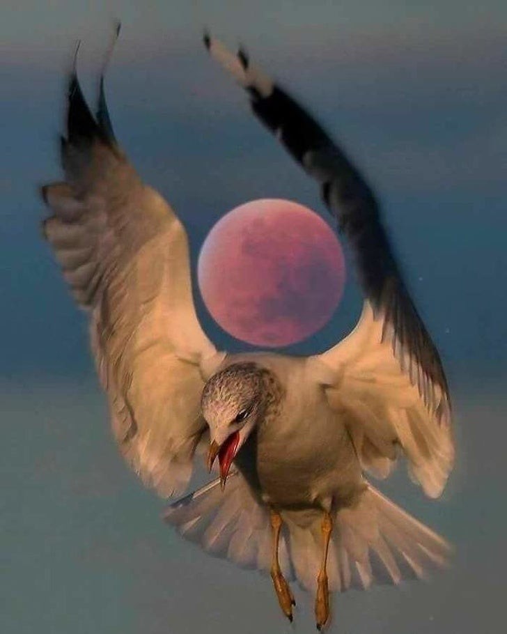 Regardez la lune derrière cet incroyable oiseau en plein vol... wow !