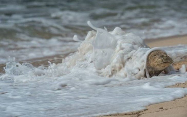 Sembra un morbido cappotto invernale, invece è l'effetto incredibile delle onde su questa lontra..rilassata!