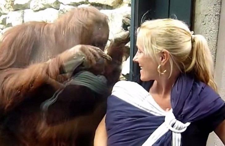 4. O instinto materno deste orangotango