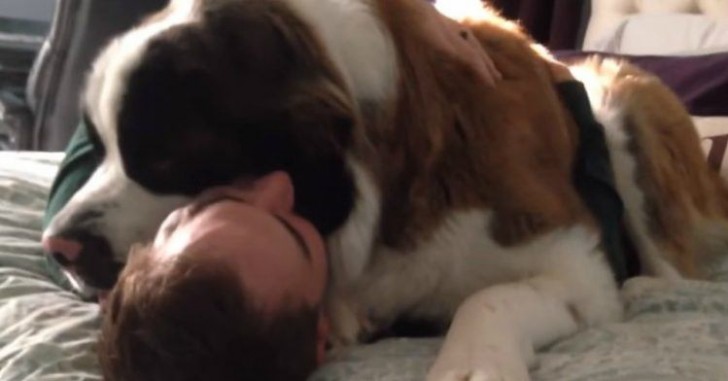 5. Un énorme St Bernard qui se prend pour un chihuahua...