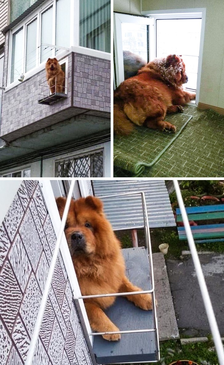 13. J'ai créé un balcon dans le balcon pour mon chien !