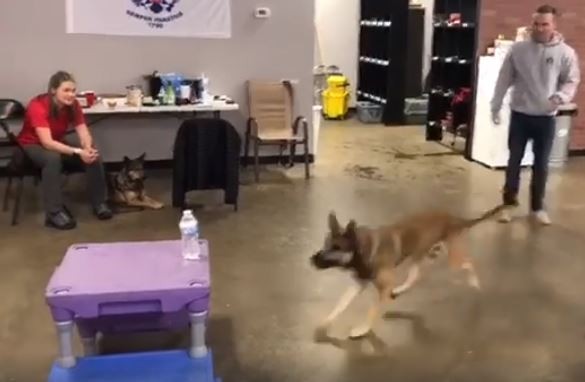 Double H Canine Training Academy/Facebook