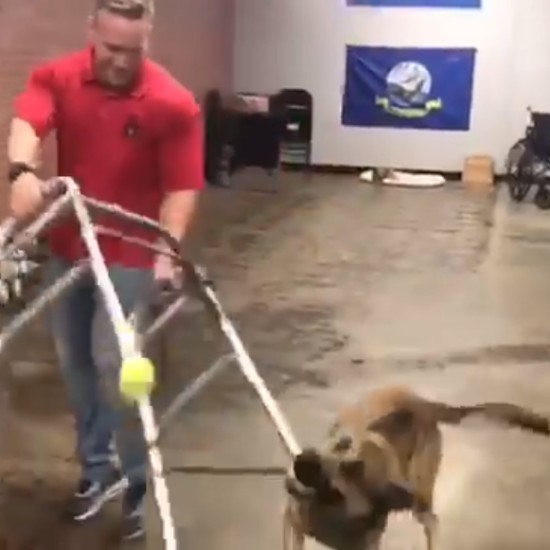Double H Canine Training Academy/Facebook