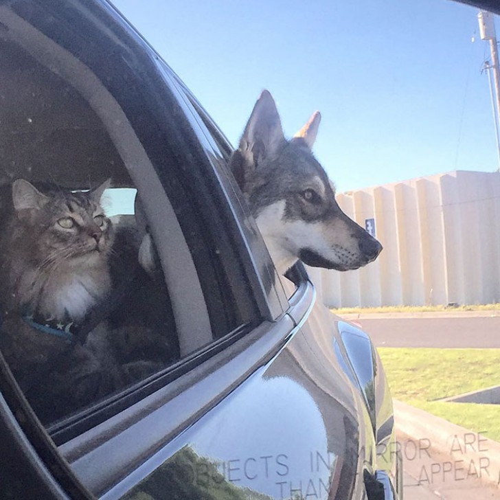 The Husky puppy dog Raven was taken to an animal refuge center to choose her future friend!