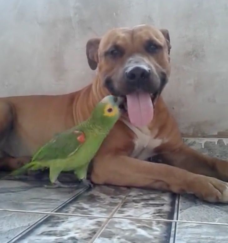 Dieses Video zeigt die zärtliche Freundschaft zwischen einem Hund und einem Papagei, der nie aufhört zu spielen - 2