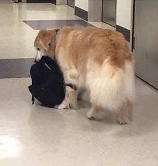 10. A therapy dog ​​waiting for his human friends