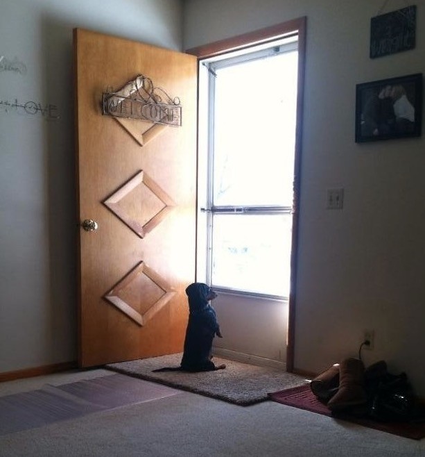 6. Waiting impatiently for its human friend to come home ...