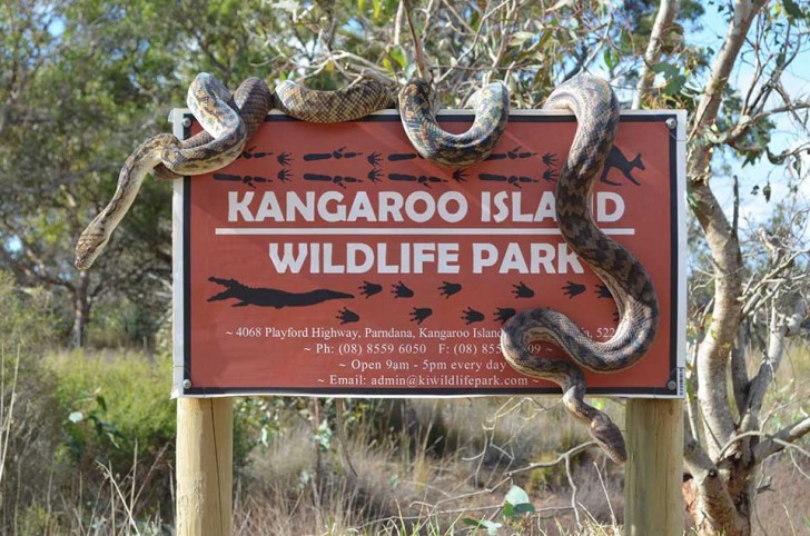 Kangaroo Island Wildlife Park/Facebook