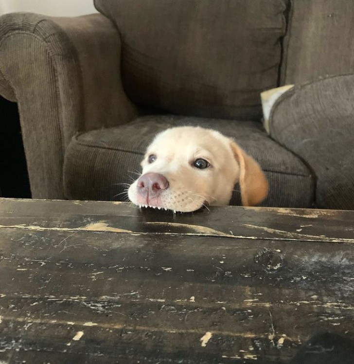 8. Le chien aime la table en bois