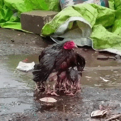 13. Les mères sont comme ça : elles sont prêtes à tout pour protéger leurs enfants. L'image de cette poule qui protège les poussins de la pluie est un spectacle...