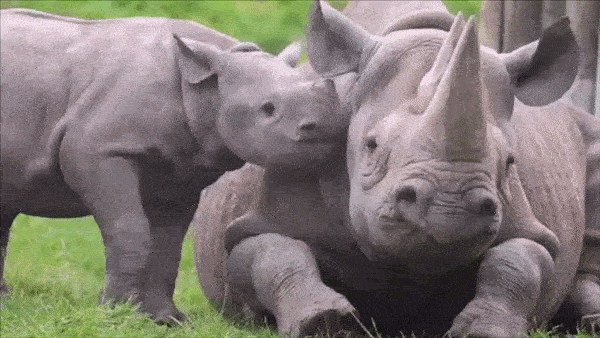 17. Même les animaux sauvages doivent faire face à l'exubérance de leur progéniture, comme c'est le cas de ce rhinocéros.