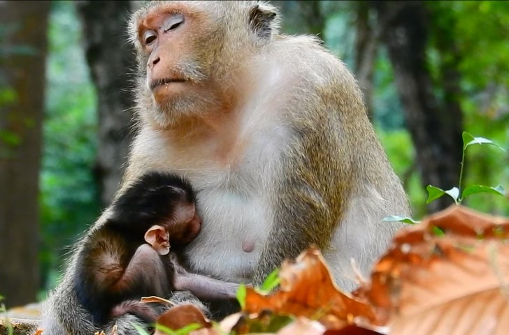 18. Ce singe épuisé semble rappeler les humains qui se réveillent la nuit pour nourrir le bébé et qui peuvent à peine garder les yeux ouverts la journée...
