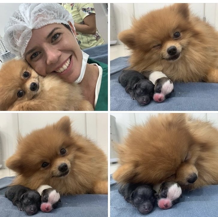 19. "La femme de mon cousin est vétérinaire et aujourd'hui elle a aidé cette petite chienne à mettre bas" - La séquence de photos est trop mignonne.
