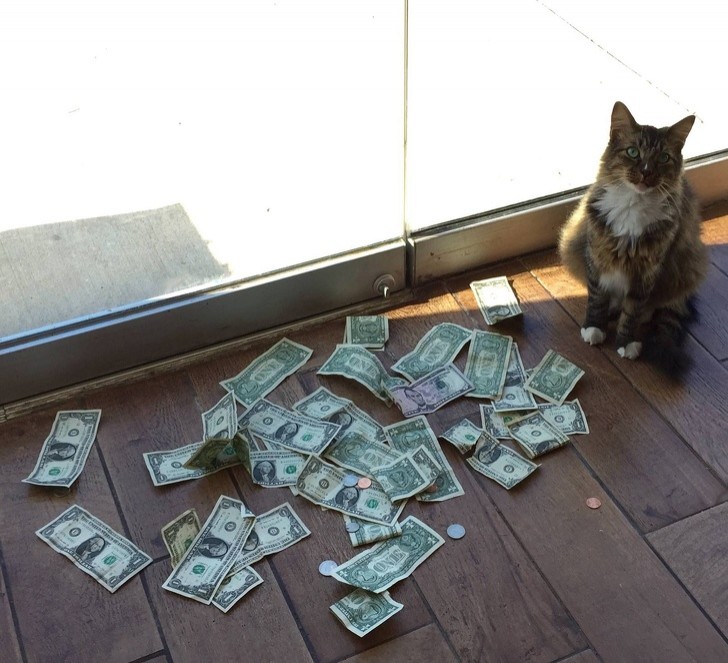 CASHnipKitty / Facebook 