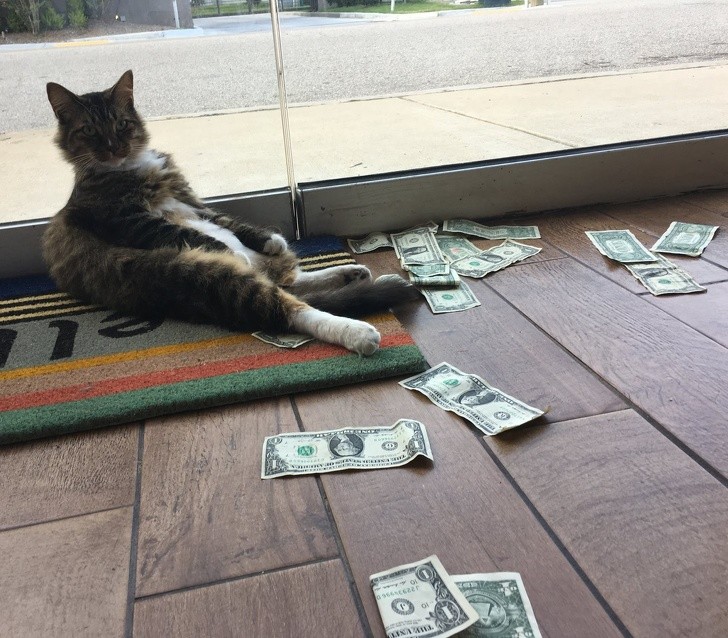 CASHnipKitty / Facebook 