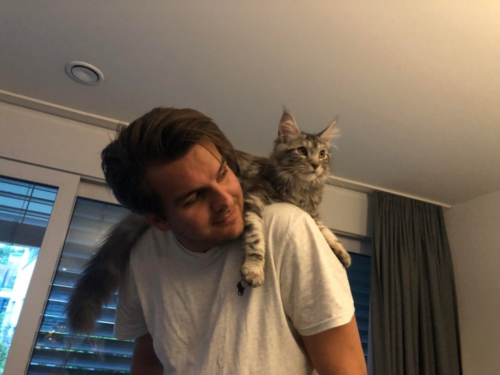 Mon fiancé m'a dit un jour : "Je ne veux pas d'animaux dans l'appartement. Je déteste les chats. Je déteste absolument les chats". Mon fiancé danse maintenant avec les chats sur ses épaules.