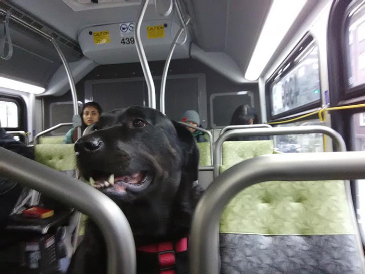 Eclipse Seattle’s Bus Riding Dog/Facebook