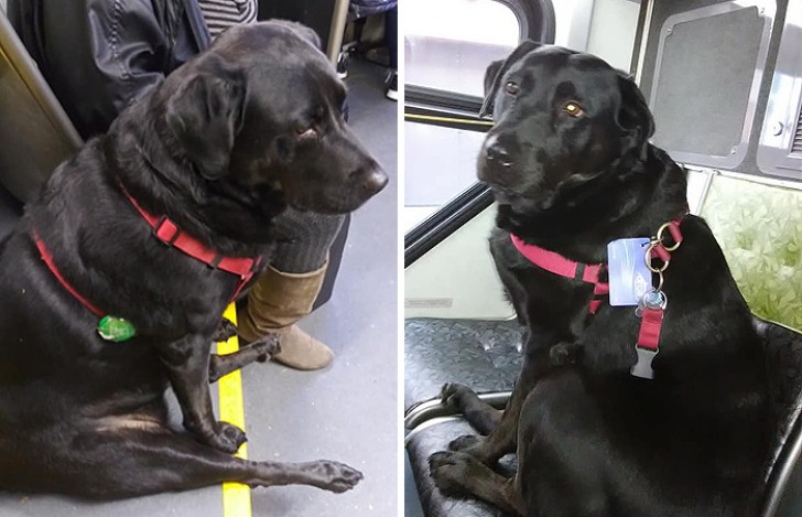 Eclipse Seattle’s Bus Riding Dog/Facebook