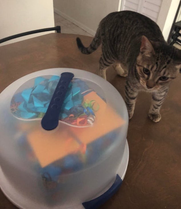 2. A chi non è mai capitato che il gatto di casa fosse "incuriosito" dai dolci? In questo modo la torta si mantiene fresca e il micio lontano!
