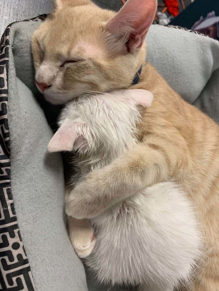 1. Quella volta in cui ho salvato un gattino dalla strada e la mia gatta ha iniziato a fargli le coccole