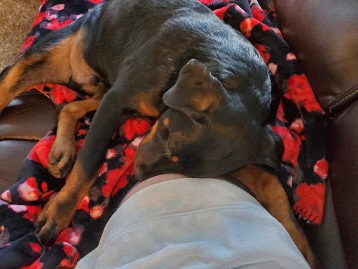 "Il mio cucciolo di Rottweiler siè addormentato abbracciando la mia pancia"
