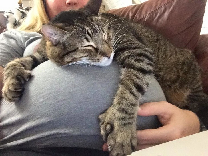 "Il mio gatto ha finalmente accettato che sono incinta"