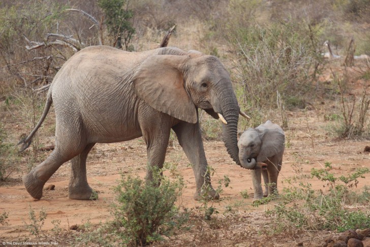 Sheldrick Wildlife Trust/Facebook