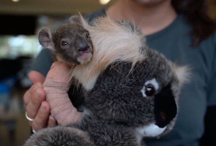 6. Joey, un piccolo koala salvato e curato a dovere dopo essere caduto da un albero