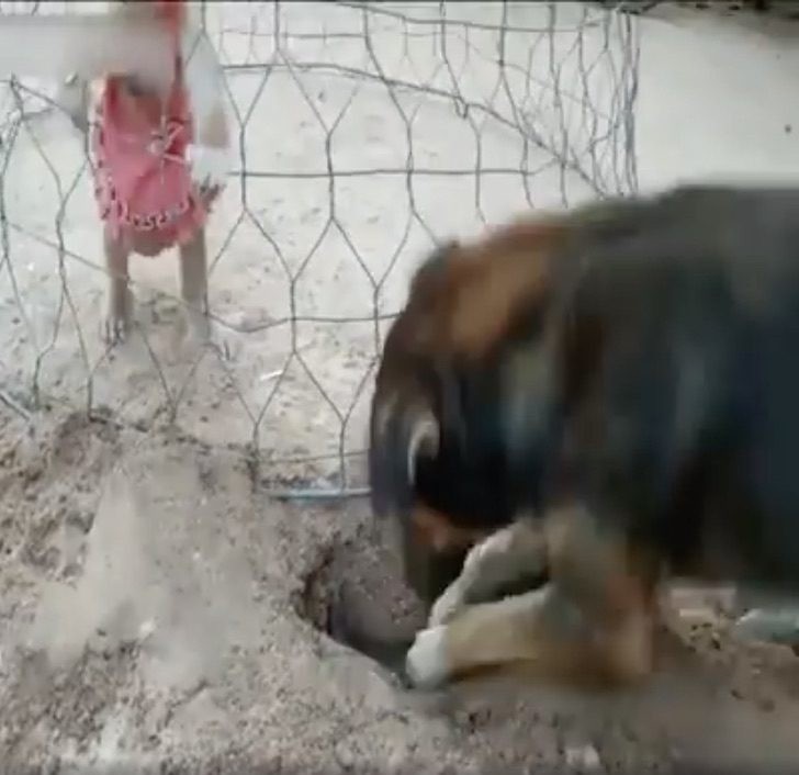 A dog digs a hole to free a little monkey kept in a wire cage and after a lot of effort he manages to free it - 1