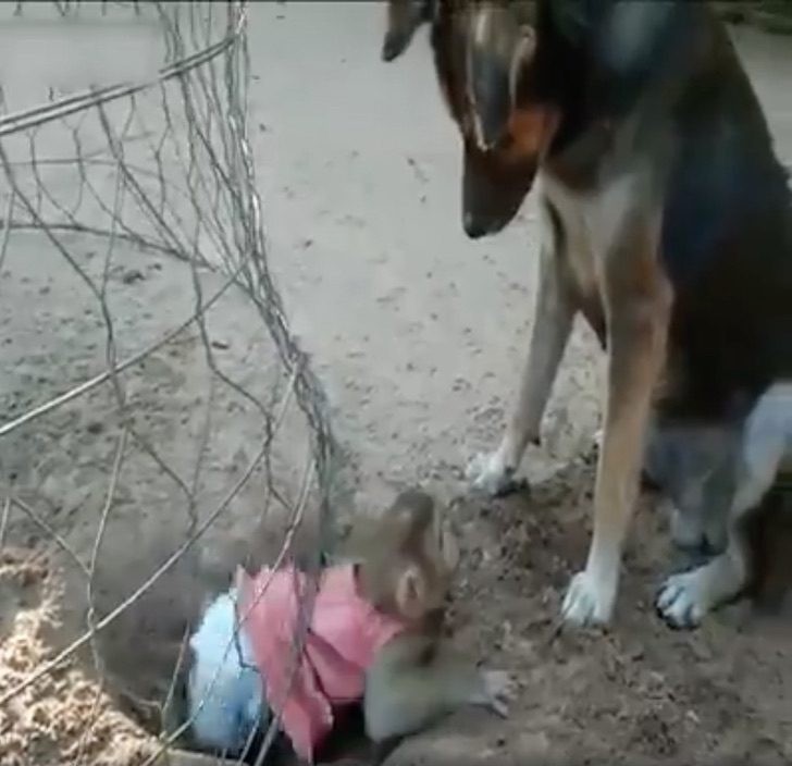 A dog digs a hole to free a little monkey kept in a wire cage and after a lot of effort he manages to free it - 2