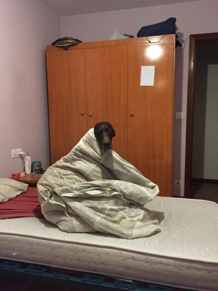 1. Este cachorro não gosta muito do inverno