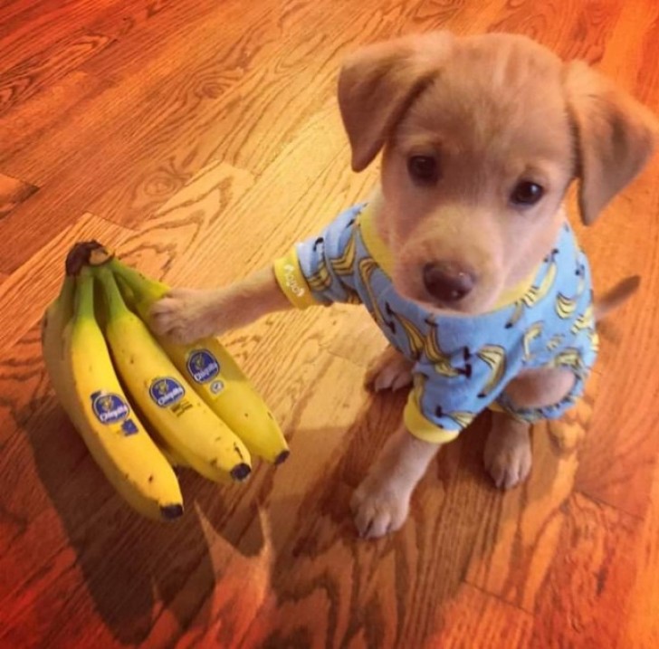 9. Questo cucciolo desidera mangiare una banana