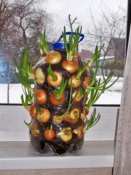 6. Posizionate tutta la bottiglia in un luogo asciutto e luminoso e godetevi la crescita delle cipolle!